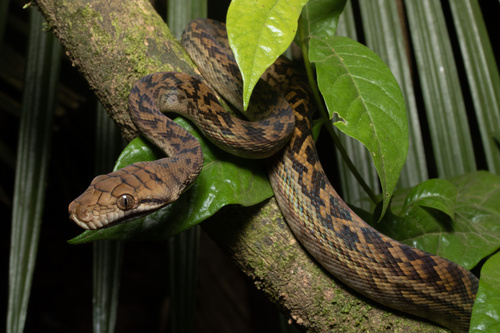 Australian Scrub Python sighting