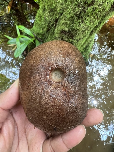 Licania macrophylla · iNaturalist