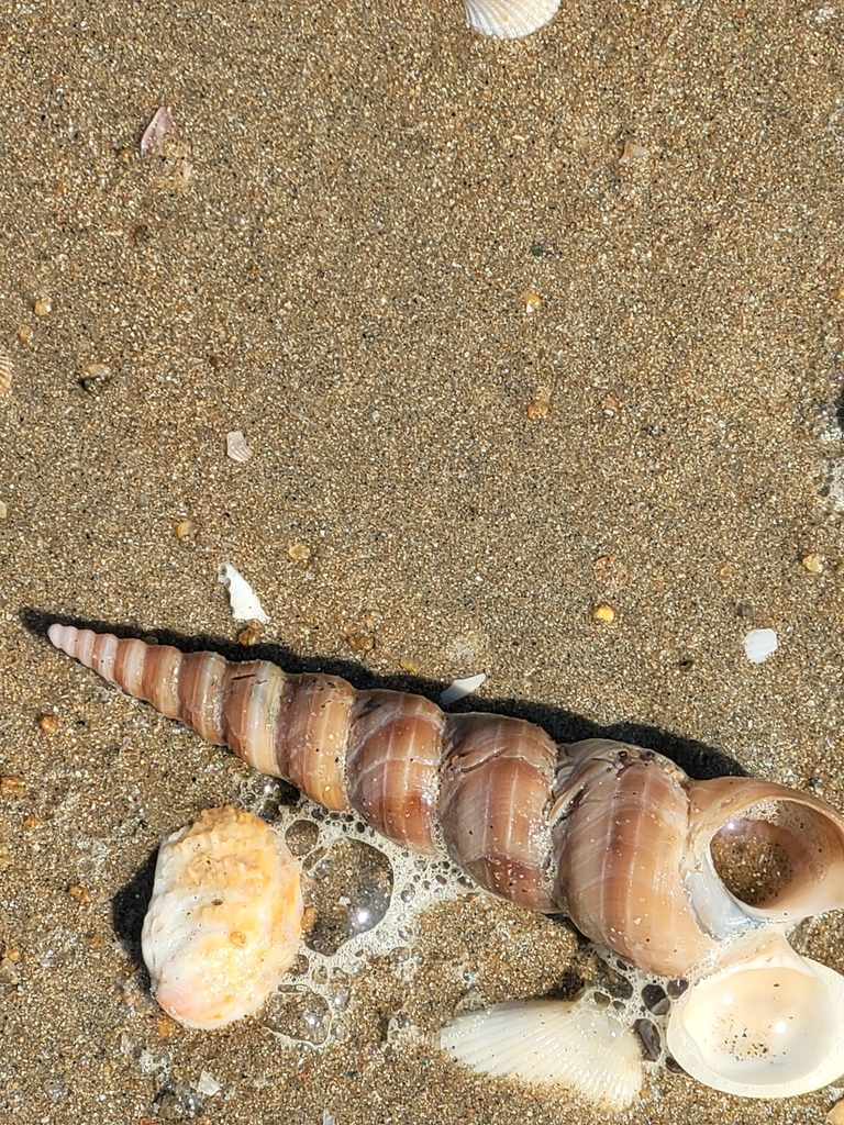 Turritellinae from 278G+HWH, Srinivasa Puram, Chennai, Tamil Nadu
