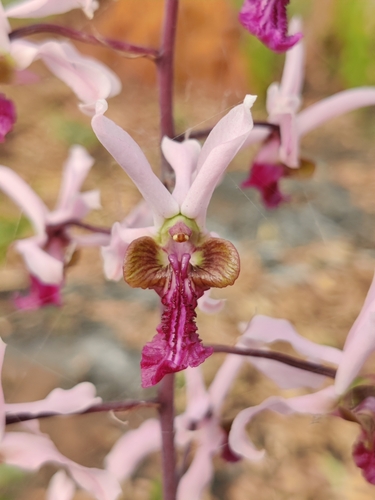 Eulophia cristata