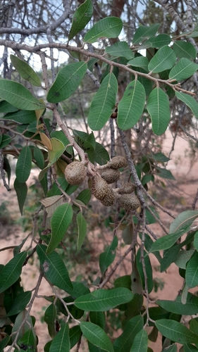Mobola Plum