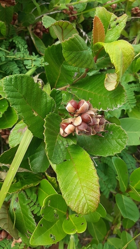 Tetracera boiviniana