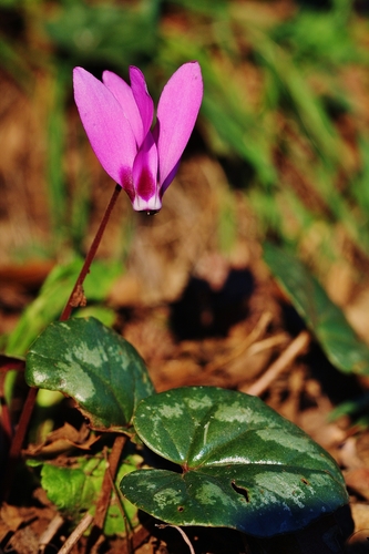 Cyclamen pseudibericum