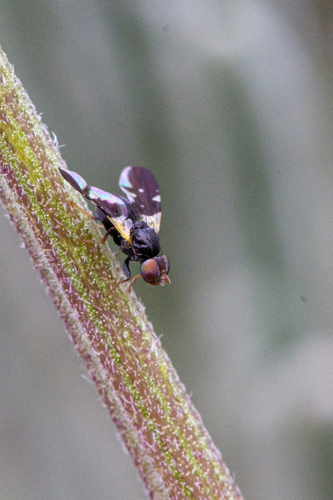 Paraspheniscoides