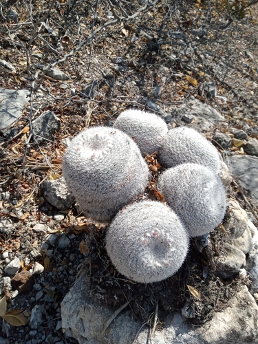 Mammillaria klissingiana  iNaturalist