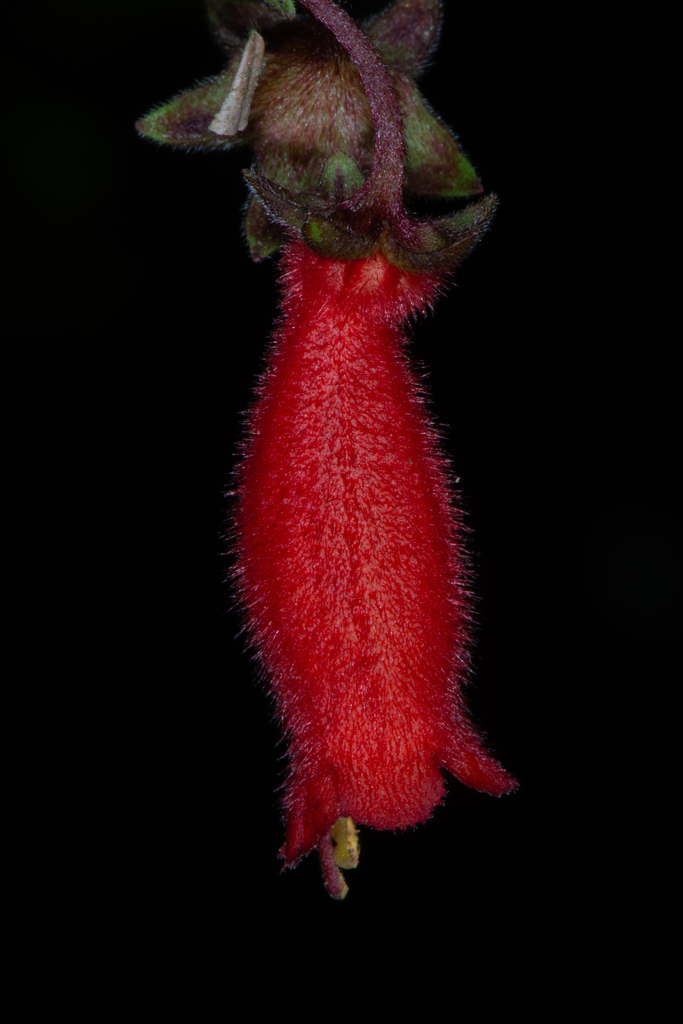 Gesneriaceae - Wikipedia