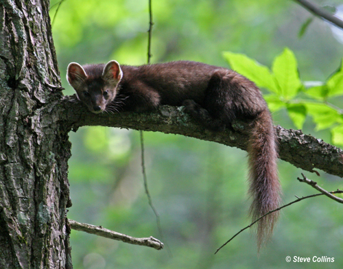 American Marten