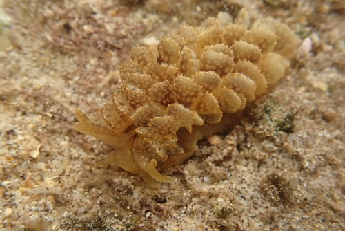 Ortea's Cyerce
