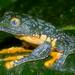 Fringed Leaf Frog - Photo (c) Mike Rochford, all rights reserved, uploaded by Mike Rochford