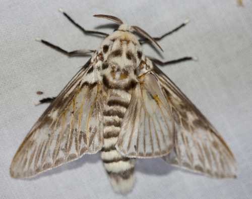 Podila Insect Podalia major · iNaturalist