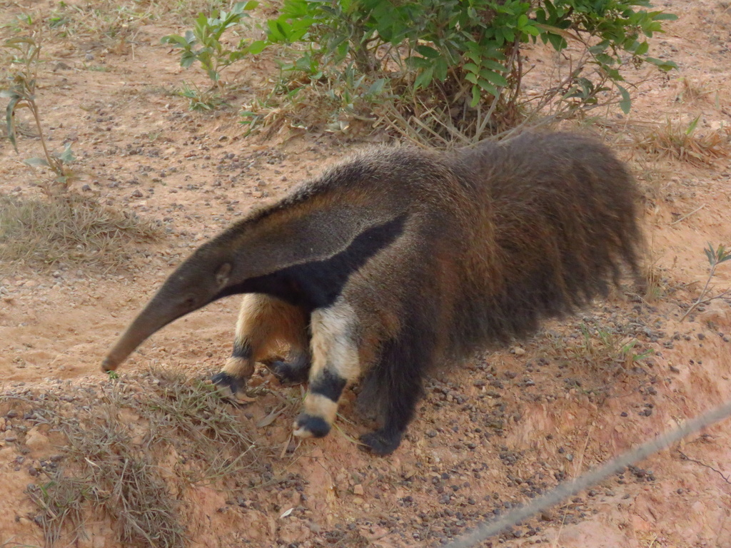 giant-anteater-in-july-2018-by-lawrence-rabelo-de-almeida-inaturalist