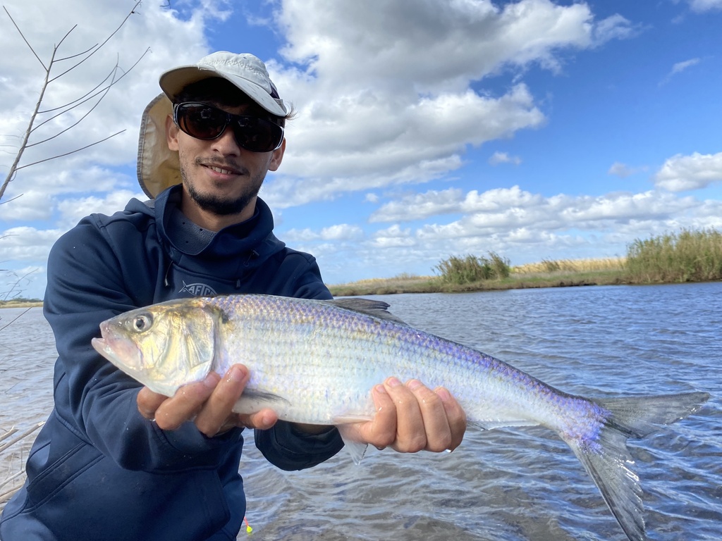 American Shad in February 2023 by species_spotlight. St. John’s river ...