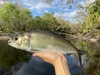 American Shad - Photo (c) species_spotlight, all rights reserved, uploaded by species_spotlight
