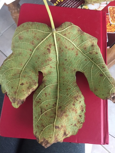 Family Phakopsoraceae · iNaturalist