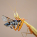 Eremiaphilid Mantises - Photo (c) Christina Burnham, all rights reserved, uploaded by Christina Burnham