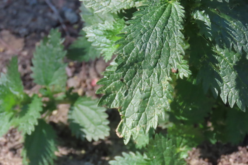 iNaturalist observation photo of Dwarf Nettle