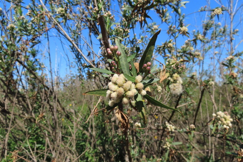 iNaturalist observation photo of mule fat