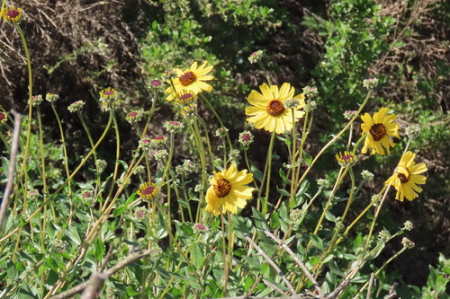 iNaturalist observation photo of California brittlebush