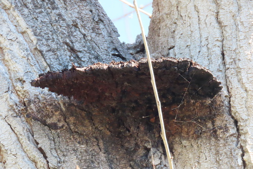iNaturalist observation photo of Shelf Fungi