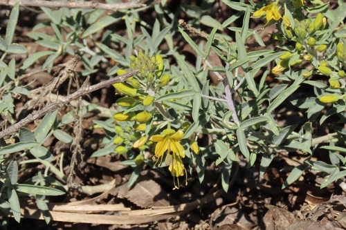 iNaturalist observation photo of Bladderpod