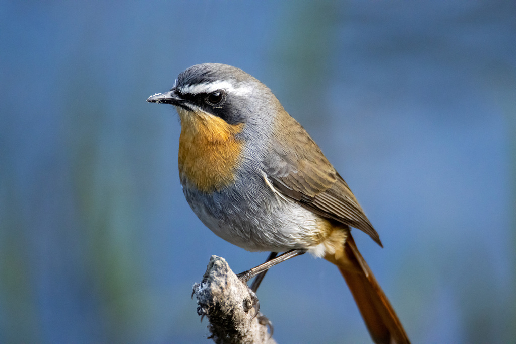 Cape Robin-Chat photo