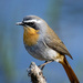 Southern Cape Robin-Chat - Photo (c) David Roche, all rights reserved, uploaded by David Roche