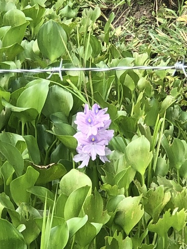 common water hyacinth