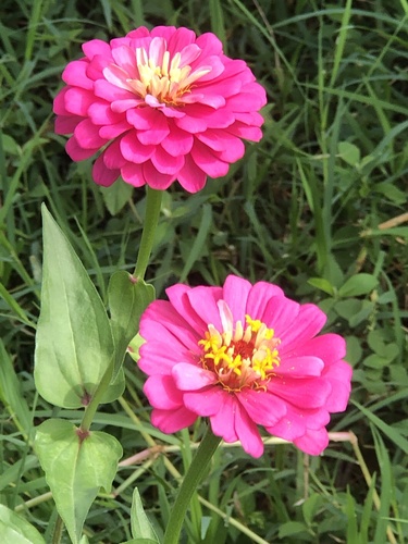 Elegant Zinnia