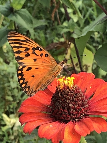 Gulf Fritillary