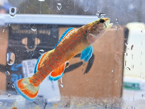 Etheostoma whipplei (Girard, 1859)