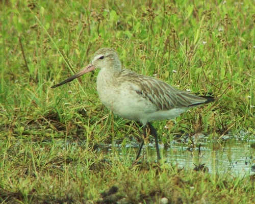 Bar-tailed Godwit (Birds Of The British Indian Ocean Territory ...