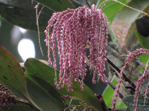 Pleurothallis manicosa
