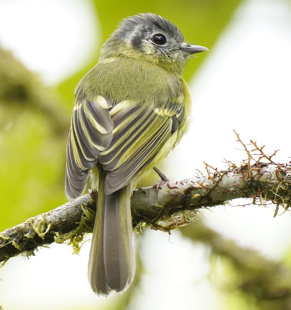 Marble-faced Bristle-Tyrant (Pogonotriccus ophthalmicus) photo