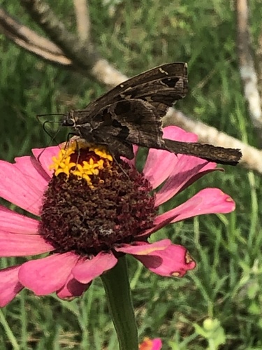Blurry-striped Longtail