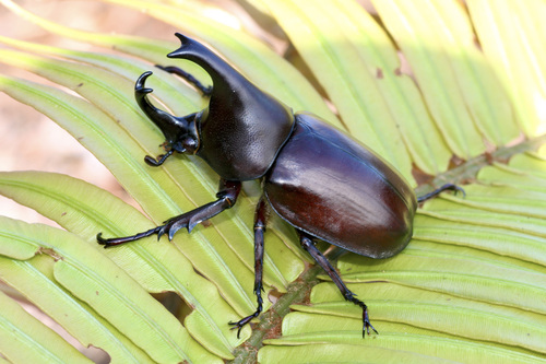 Subspecies Xylotrupes beckeri intermedius · iNaturalist Canada