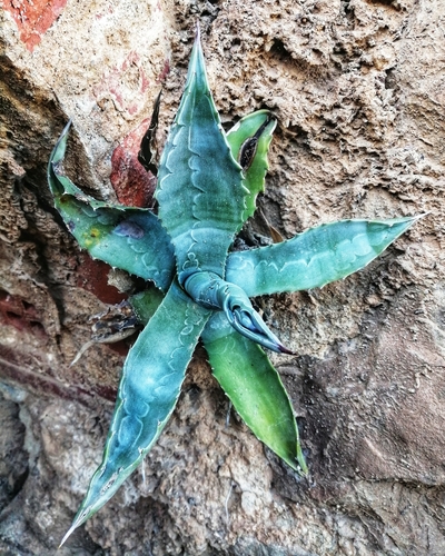 American century plant
