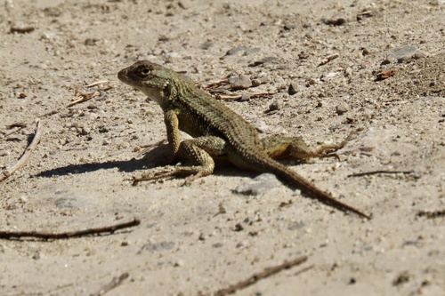iNaturalist observation photo of Western Fence Lizard