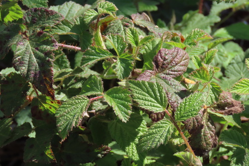 iNaturalist observation photo of trailing blackberry