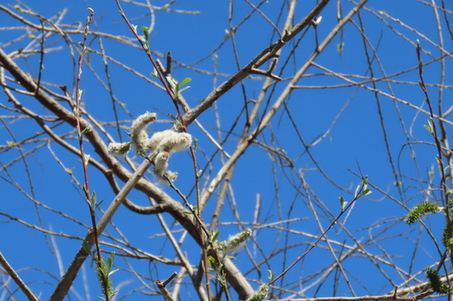iNaturalist observation photo of Willows