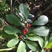 Winterberry Holly - Photo (c) christopher_t_s, all rights reserved