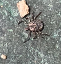 Cayenne Tick