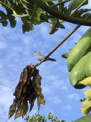 Sayaca Tanager