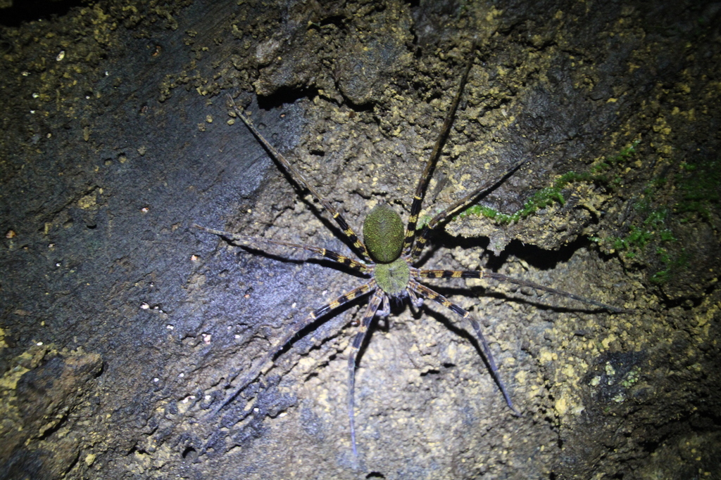 Giant Huntsman Spiders In October By Harrison Wu Inaturalist