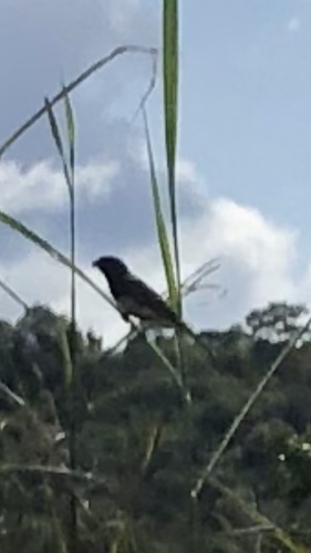 Yellow-bellied Seedeater