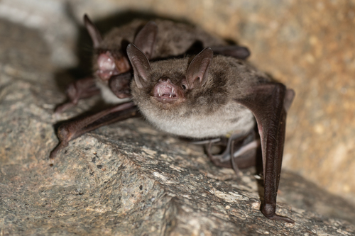 Rickett's Big-footed Myotis (Myotis pilosus) — Vulnerable Mammalia