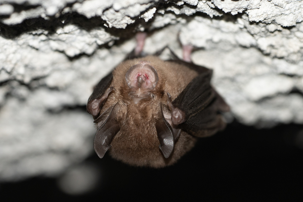 Least Horseshoe Bat (Rhinolophus pusillus)