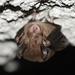 Least Horseshoe Bat - Photo (c) Pasteur Ng, all rights reserved, uploaded by Pasteur Ng