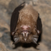 Rhinolophus affinis - Photo (c) Pasteur Ng, todos los derechos reservados, subido por Pasteur Ng