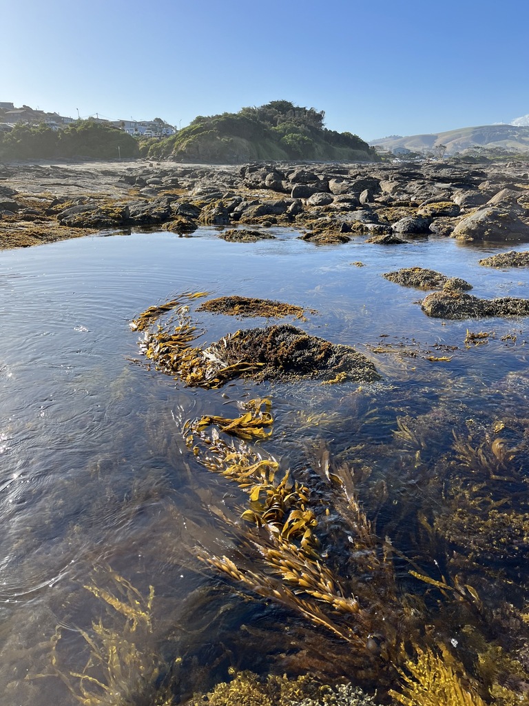 Giant Kelp from Colac-Otway - South, Victoria, Australia on January 7 ...