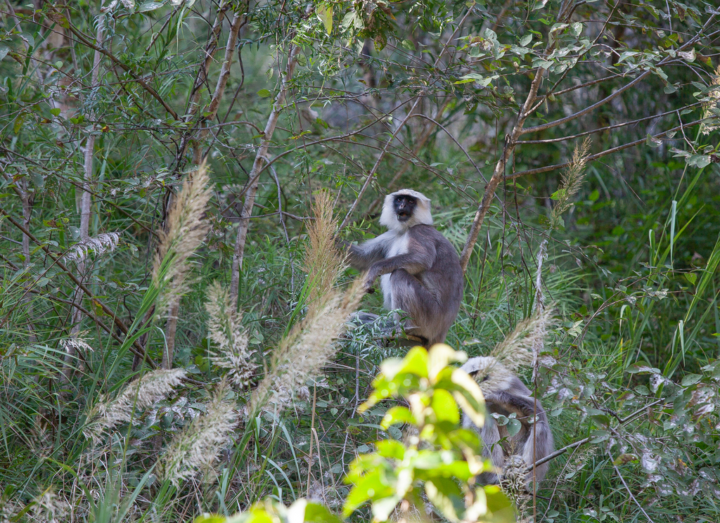 Himalayan Gray Langur from Rasuwa, Nepal on November 10, 2013 at 12:55 ...